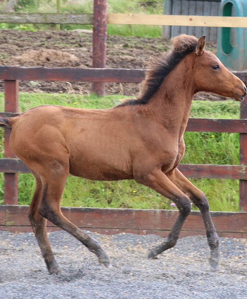 Expat Morgans leading sport stud farm in Europe